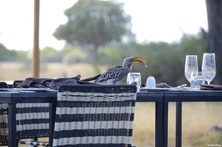 Linkwasha-Camp-Africa-Safari-Zimbabwe-Hwange