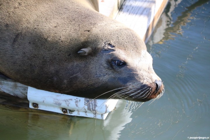 sea-otter-looking-contemplative-moss-landing-california