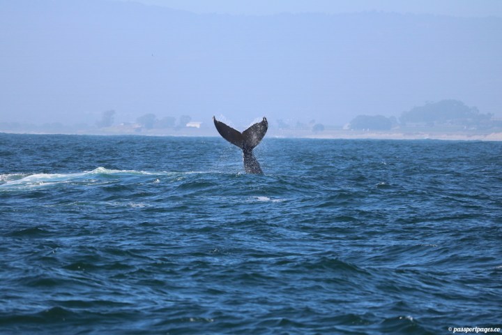 whale-tail-moss-landing-humpback