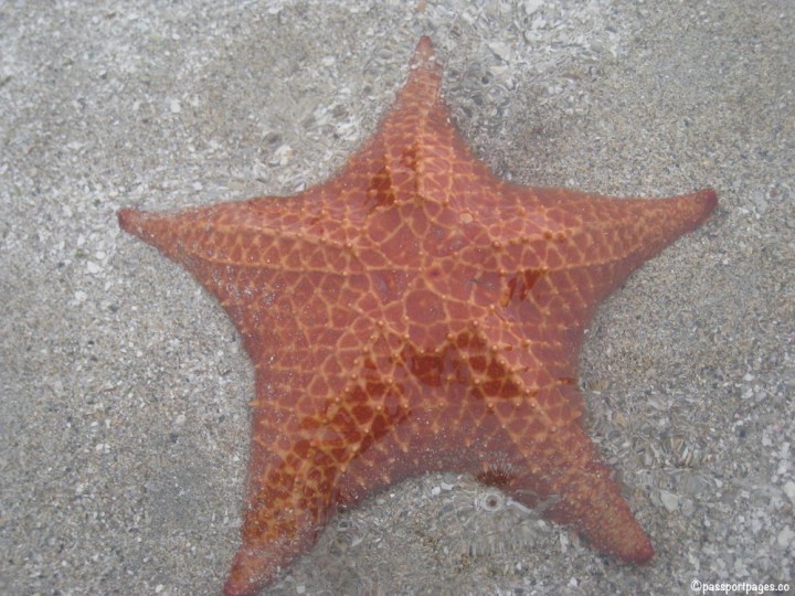 starfish at Playa Estrella in Panama, Isla Colon