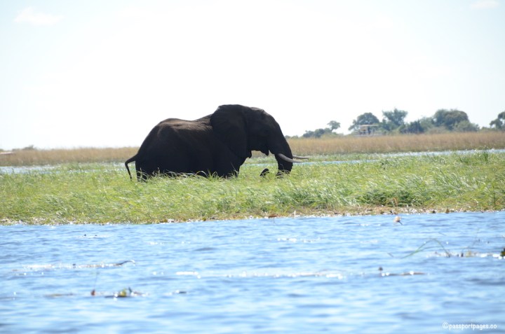 adult-ele-in-chobe-river.JPG