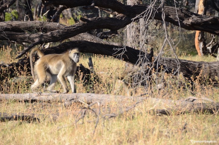 Babboon-Zimbabwe.JPG