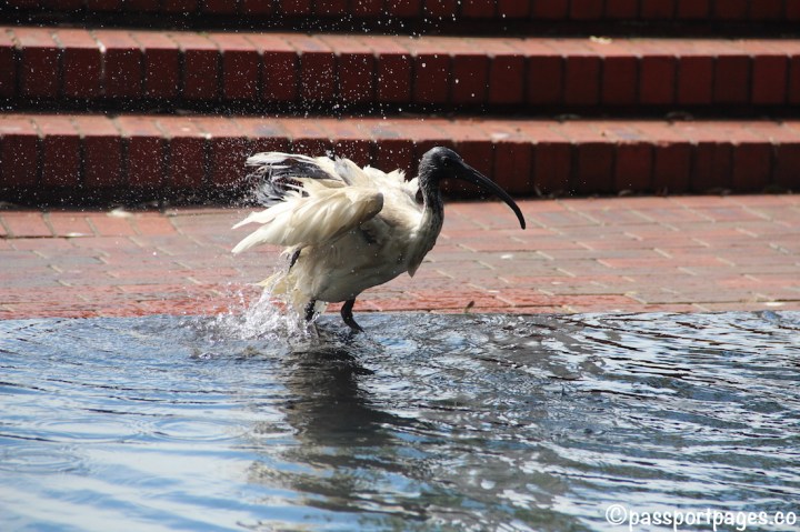 bird-Darling-Harbour