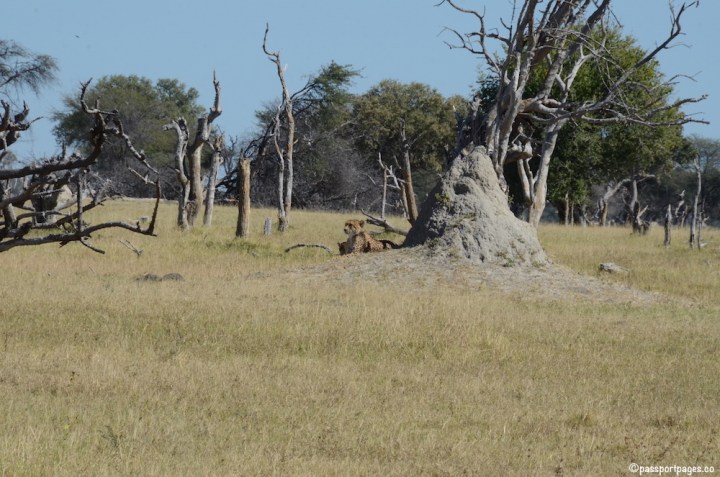 Cheetah-anthill-Africa.JPG
