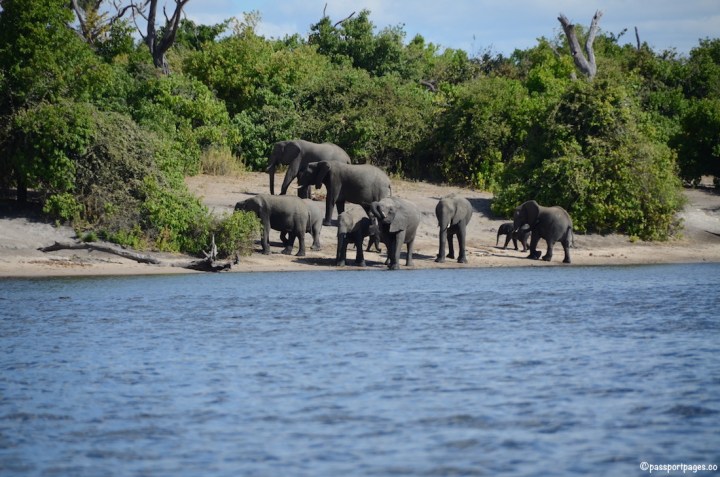 ele-family-chobe-riverJPG.JPG