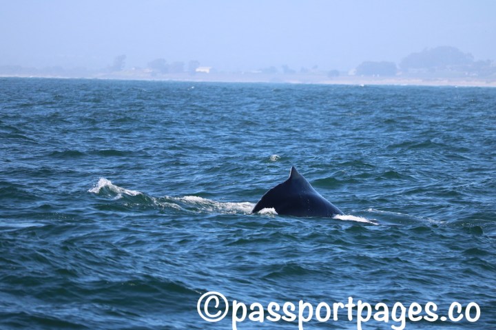 Humpback-hump back-Monterey-Bay-.JPG