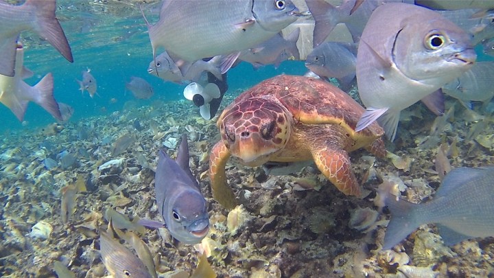 sea-turtle-hol-chan-snorkeling-belize-travel-blog-passport-pages