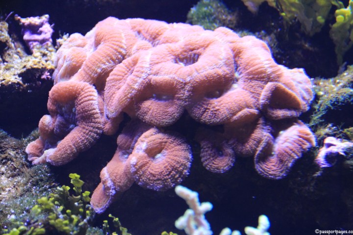 Sydney-Aquarium-coral-passportpages-travel-blog.