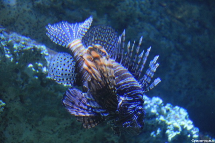 Sydney-Aquarium-fish-spikes-purple-passportpages-travel-blog