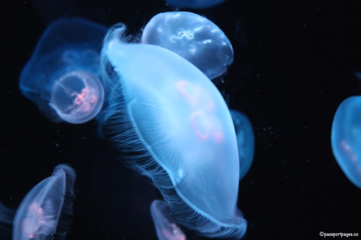Sydney-Aquarium-jellyfish-passportpages-travel-blog