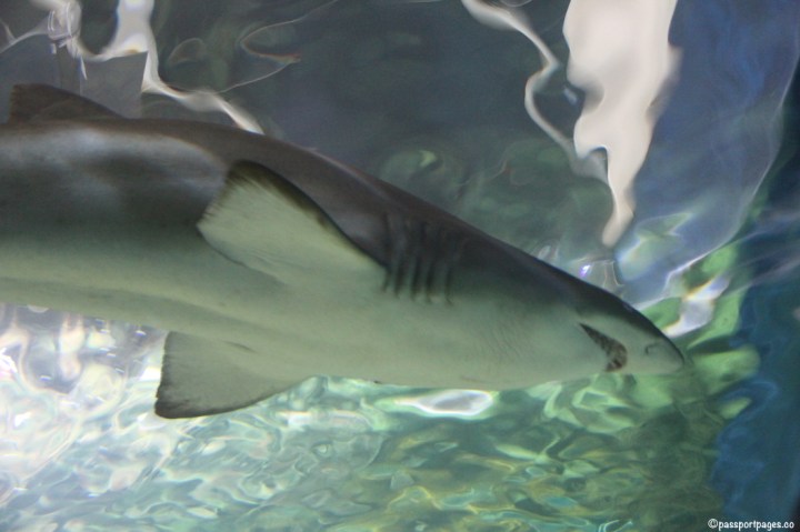 Sydney-Aquarium-shark-passportpages-travel-blog