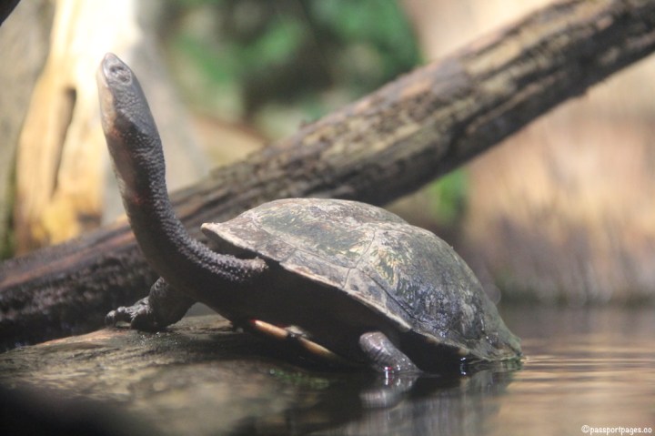 Turtle-head-up-Aquarium-Sydney-passportpages-travel-blog