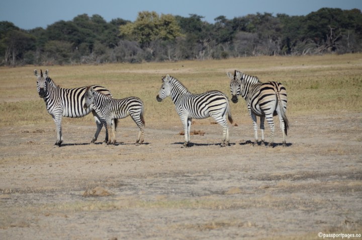 Zebras-Africa-Hwange