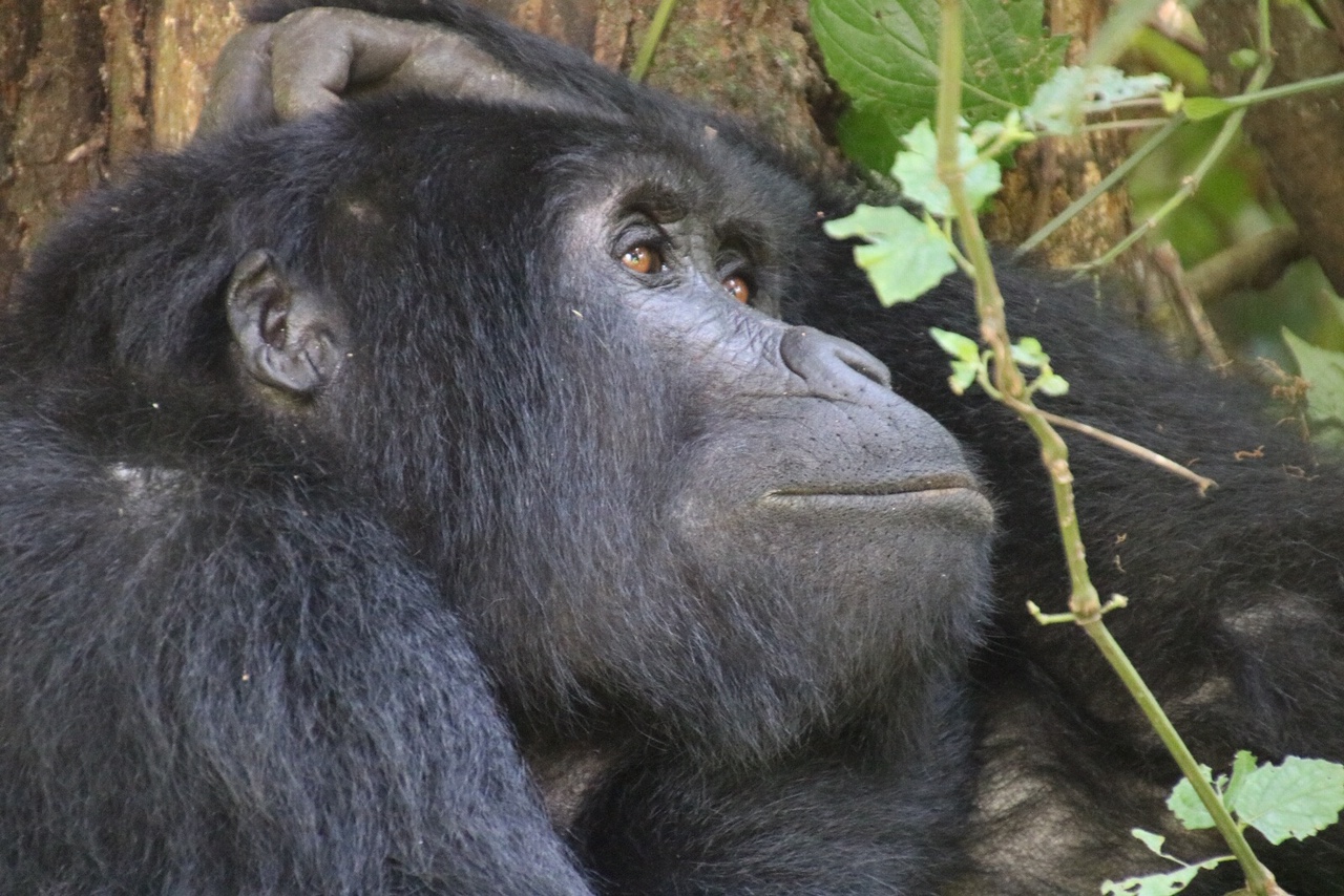 Gorilla-Bwindi-Uganda-trekking