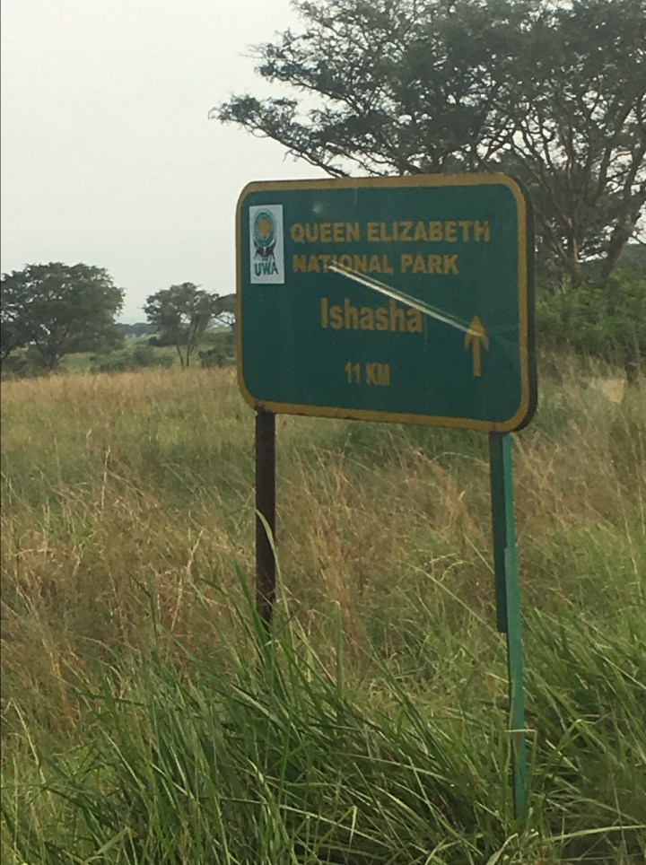 ishasha-sector-queen-elizabeth-national-park-uganda-tre-climbing-lions.jpg