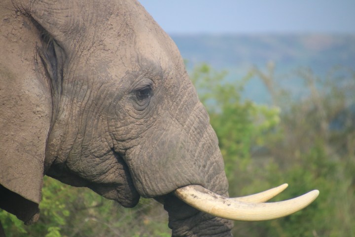 safari-Uganda-elephant-Murchison-Falls