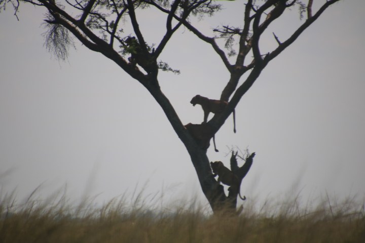 tree-climbing-lions-Uganda-Ishasha-Queen-National-Park