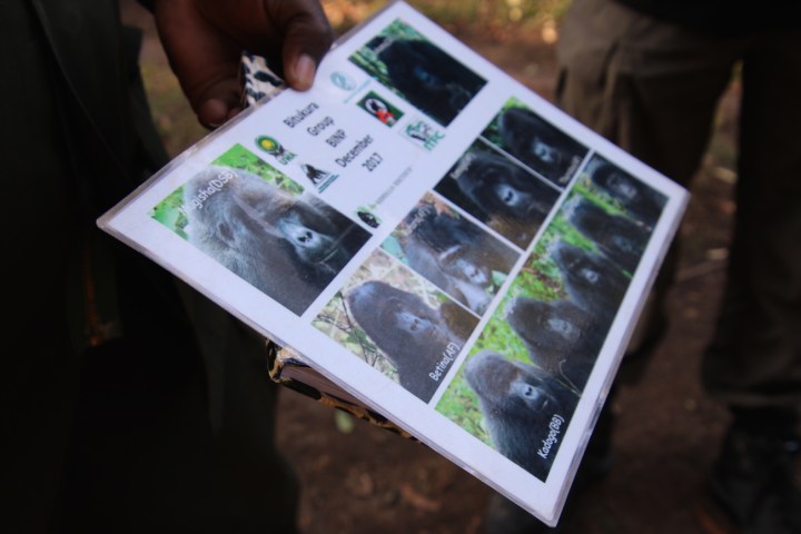 1-mountain-gorilla-trek-uganda-africa-safari-bwindi-bitukura-silverback