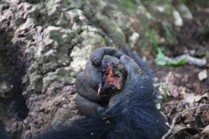 12-mountain-gorilla-trek-uganda-africa-safari-bwindi-bitukura-silverback