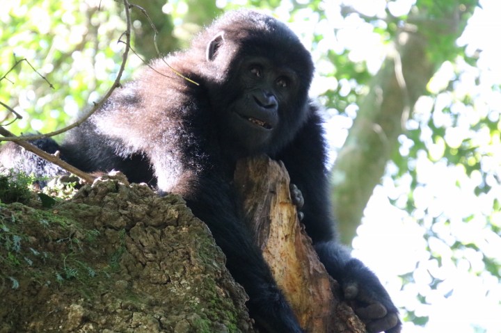 13-mountain-gorilla-trek-uganda-africa-safari-bwindi-bitukura-silverback