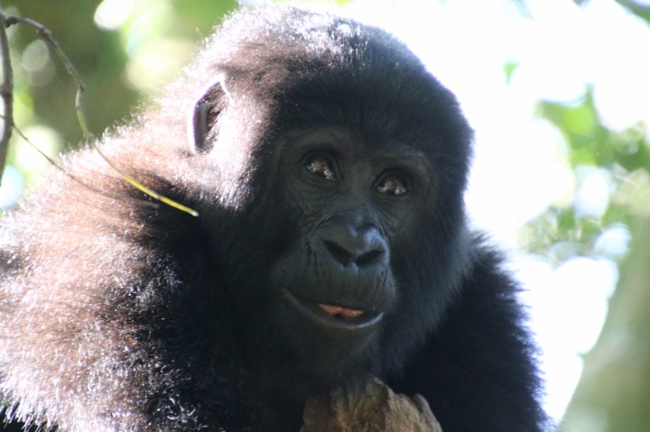 14-mountain-gorilla-trek-uganda-africa-safari-bwindi-bitukura-silverback