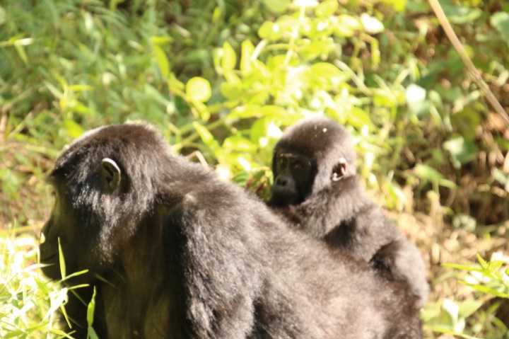 14-mountain-gorilla-trek-uganda-africa-safari-bwindi-orugozo-silverback