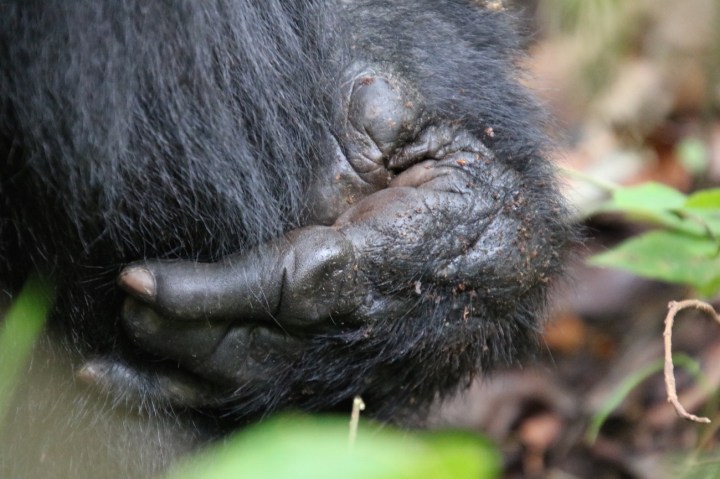 16-mountain-gorilla-trek-uganda-africa-safari-bwindi-orugozo-silverback