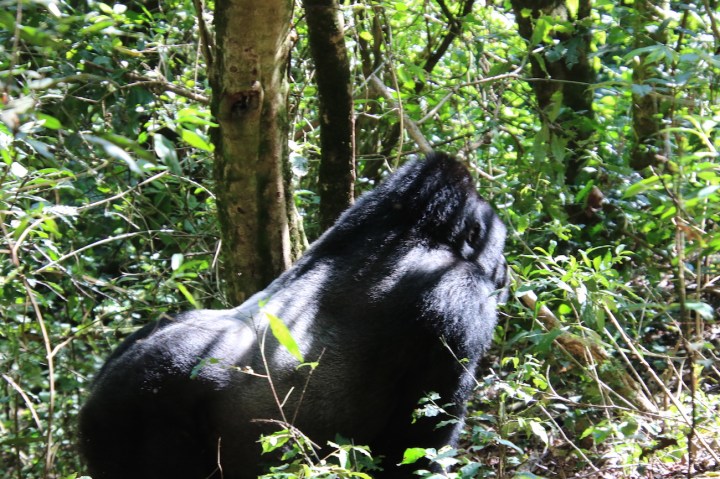 2-mountain-gorilla-trek-uganda-africa-safari-bwindi-bitukura-silverback