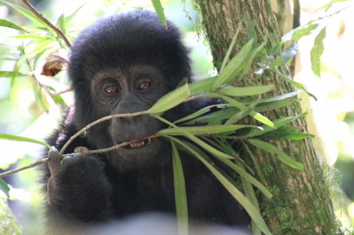 3-mountain-gorilla-trek-uganda-africa-safari-bwindi-bitukura-silverback