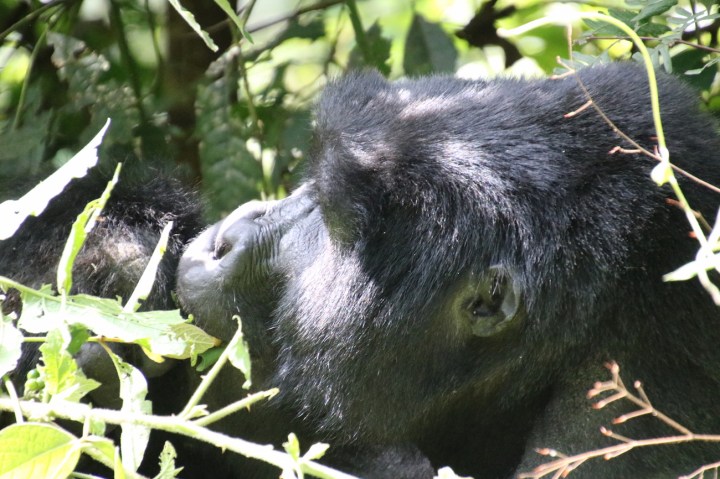 3-mountain-gorilla-trek-uganda-africa-safari-bwindi-orugozo-silverback