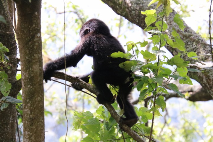 33-mountain-gorilla-trek-uganda-africa-safari-bwindi-orugozo-silverback