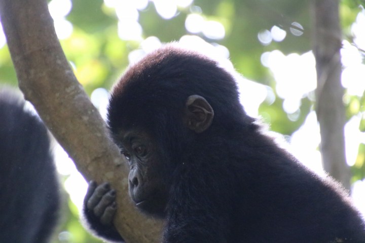34-mountain-gorilla-trek-uganda-africa-safari-bwindi-orugozo-silverback