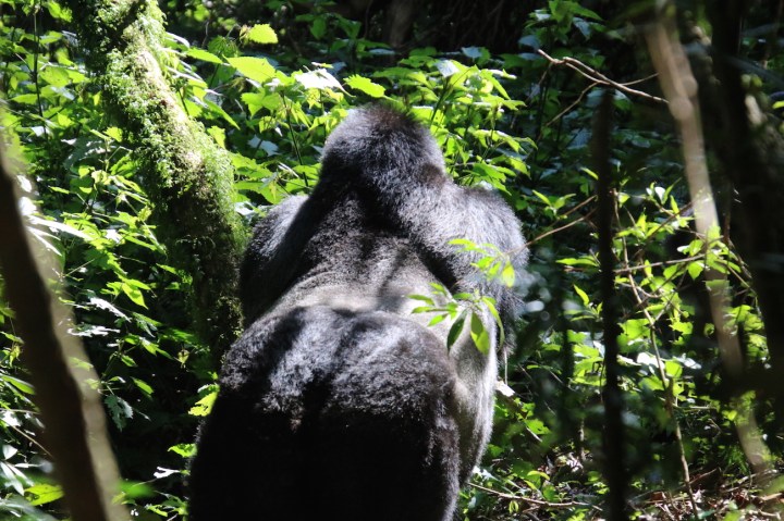 4-mountain-gorilla-trek-uganda-africa-safari-bwindi-bitukura-silverback