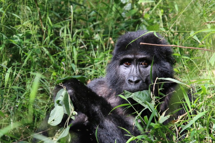 4-mountain-gorilla-trek-uganda-africa-safari-bwindi-orugozo-silverback