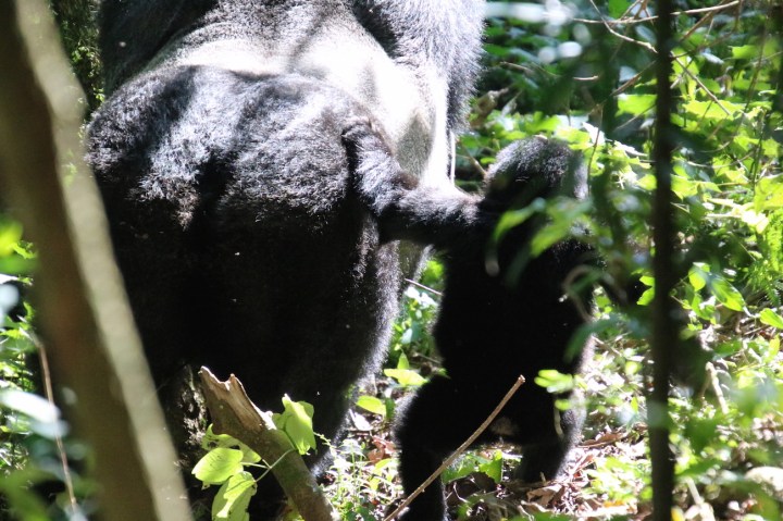 5-mountain-gorilla-trek-uganda-africa-safari-bwindi-bitukura-silverback