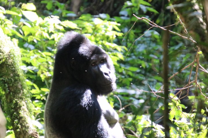 6-mountain-gorilla-trek-uganda-africa-safari-bwindi-bitukura-silverback