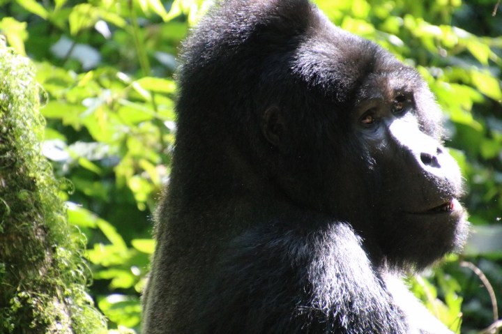 7-mountain-gorilla-trek-uganda-africa-safari-bwindi-bitukura-silverback